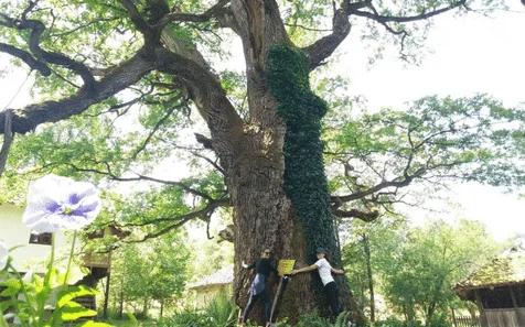 sacuvajmo starti hrast - forest therapy sumadija