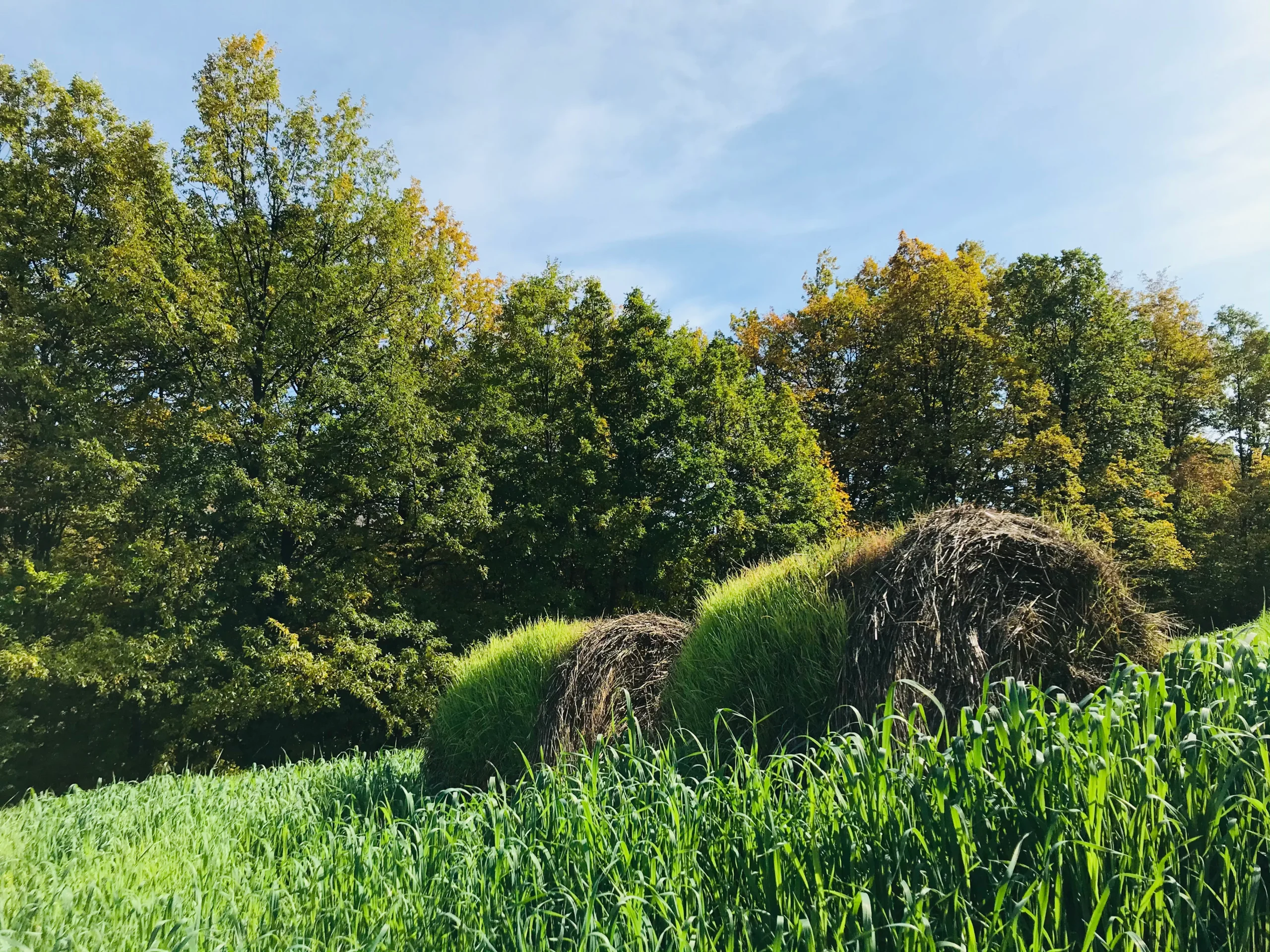 forest therapy sumadija