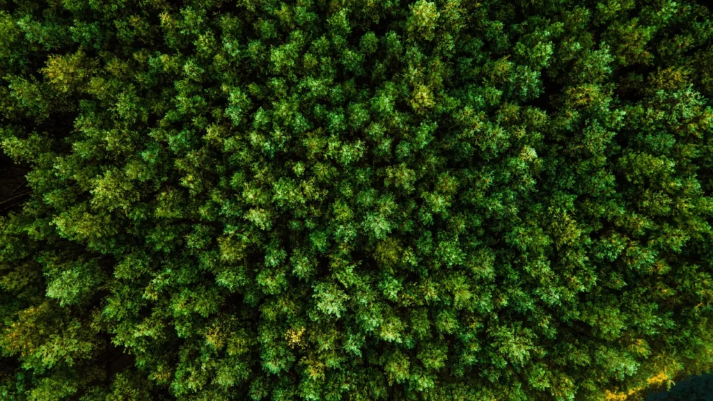 Natiral Selfness Forest Therapy Sumadija Featured Image